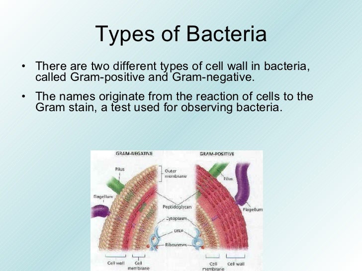 two types of bacteria shapes two types of bacteria shapes