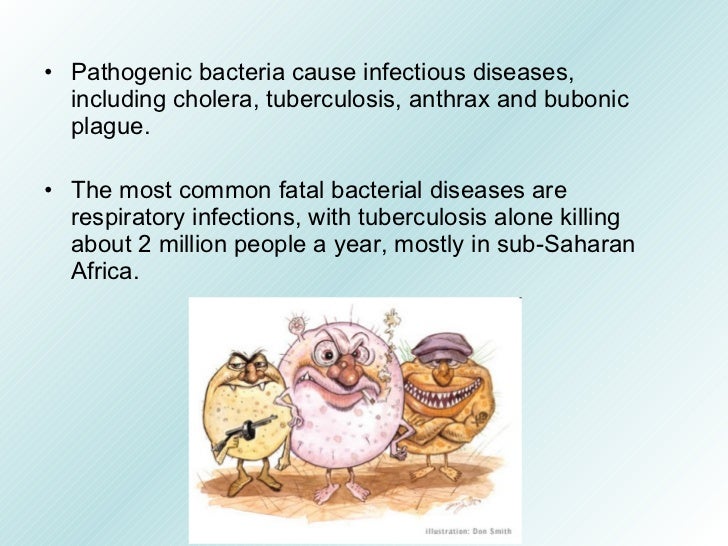 Bacteria