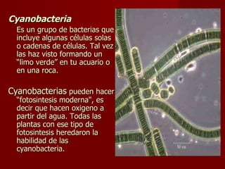 Cyanobacteria Es un grupo de bacterias que incluye algunas células solas o cadenas de células. Tal vez las haz visto formando un “limo verde” en tu acuario o en una roca.  Cyanobacterias  pueden hacer “fotosintesis moderna", es decir que hacen oxigeno a partir del agua. Todas las plantas con ese tipo de fotosintesis heredaron la habilidad de las cyanobacteria.  