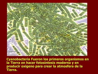 Cyanobacteria Fueron los primeros organismos en la Tierra en hacer fotosintesis moderna y en producir oxigeno para crear la atmosfera de la Tierra. 