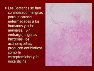 Las Bacterias se han considerado malignas porque causan enfermedades a los humanos y a los animales.  Sin embargo, algunas bacterias, los actinomycetes, producen antibioticos como la estreptomicina y la nocardicina.  