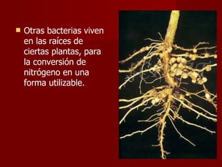 Otras bacterias viven en las raíces de ciertas plantas, para la conversión de nitrógeno en una forma utilizable. 