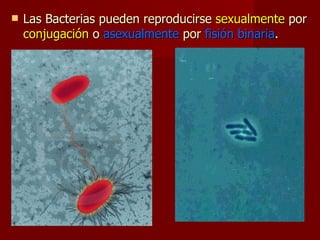 Las Bacterias pueden reproducirse  sexualmente  por  conjugación  o  asexualmente  por  fisión binaria . 
