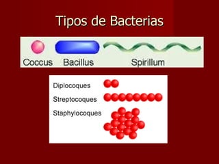 Tipos de Bacterias 