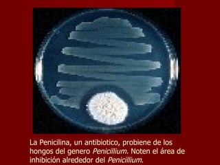 La Penicilina, un antibiotico, probiene de los hongos del genero  Penicillium.  Noten el área de inhibición alrededor del  Penicillium .   