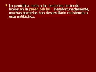 La penicilina mata a las bacterias haciendo hoyos en la  pared celular .  Desafortunadamente, muchas bacterias han desarrollado resistencia a este antibiotico. 