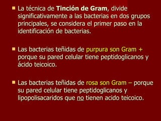 La técnica de  Tinción de Gram , divide significativamente a las bacterias en dos grupos principales, se considera el primer paso en la identificación de bacterias.  Las bacterias teñidas de  purpura son Gram +  porque su pared celular tiene peptidoglicanos y ácido teicoico.  Las bacterias teñidas de  rosa son Gram –  porque su pared celular tiene peptidoglicanos y lipopolisacaridos que  no  tienen acido teicoico. 
