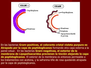 En las bacterias  Gram-positivas, el colorante cristal violeta purpura es Atrapado por la capa de peptidoglicanos  formando otra capa externa a la pared celuar.  En las bacterias  Gram-negativas, el exterior de la membrana de Lipopolisacaridos previenen la tinción alejando la capa de peptidoglicanos . El exterior de la membrana es entonces permeable a los tratamientos con acetona, y la safranina tiñe de rosa quedando atrapada por la capa de peptidoglicanos. 