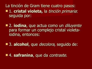 La tinción de Gram tiene cuatro pasos: 1.  cristal violeta,  la  tinción primaria : seguida por: 2.  iodina , que actua como un  diluyente  para formar un complejo cristal violeta-iodina, entonces: 3.  alcohol , que  decolora , seguido de: 4.  safranina , que da  contraste . 