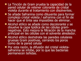 La Tinción de Gram prueba la capacidad de la pared celular de retener colorante de cristal violeta durante el tratamiento con disolventes. Se añade Safranina como diluyente para formar complejo cristal violeta / safranina con el fin de hacer que el tinte sea imposibles de eliminar. Alcohol etilico se añade como decolorante y se disuelve la capa lipídica de las células gram-negativas. Esto mejora la filtración de la mancha principal en las células con el solvente alrededor. Alcohol etilico deshidrata las paredes celulares gruesas Gram positivas, cerrando los poros como de la pared celular Por esta razón, la difusión del cristal violeta-safranina se inhibe, por lo que las bacterias permanecen teñidas .   