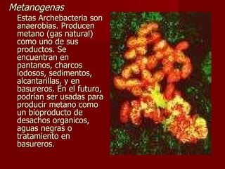 Metanogenas   Estas Archebacteria son anaerobias. Producen metano (gas natural) como uno de sus productos. Se encuentran en pantanos, charcos lodosos, sedimentos, alcantarillas, y en basureros. En el futuro, podrían ser usadas para producir metano como un bioproducto de desachos organicos, aguas negras o tratamiento en basureros. 