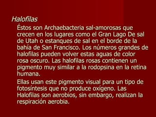 Halofilas Éstos son Archaebacteria sal-amorosas que crecen en los lugares como el Gran Lago De sal de Utah o estanques de sal en el borde de la bahía de San Francisco .  Los números grandes de halofilas pueden volver estas aguas de color rosa oscuro.   Las halofilas rosas contienen un pigmento muy similar a la rodopsina en la retina humana .   Ellas usan este pigmento visual para un tipo de fotosíntesis que no produce oxígeno. Las Halofilas son aerobios, sin embargo, realizan la respiración aerobia. 