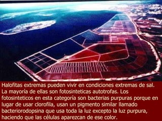 Halofitas extremas pueden vivir en condiciones extremas de sal. La mayoría de ellas son fotosinteticas autotrofas. Los fotosinteticos en esta categoría son bacterias purpuras porque en lugar de usar clorofila, usan un pigmento similar llamado bacteriorodopsina que usa toda la luz excepto la luz purpura, haciendo que las células aparezcan de ese color. 