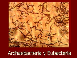 Archaebacteria y Eubacteria 