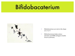 Ibs Rod Bacteria | PPT