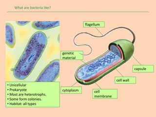 What are bacteria like?



                                          flagellum




                              genetic
                              material

                                                                      capsule

                                                          cell wall
• Unicellular
• Prokaryote                  cytoplasm        cell
• Most are heterotrophs.                       membrane
• Some form colonies.
• Habitat: all types
 