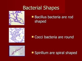 Bacteria | PPT