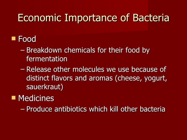 Bacteria