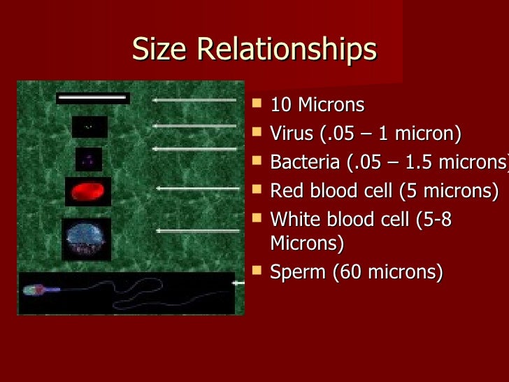 blood red composition cells of Bacteria