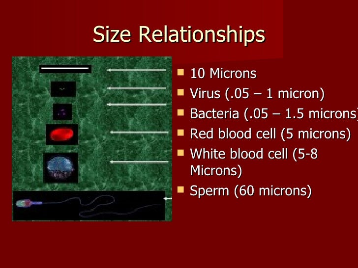 composition blood of red cells Bacteria composition blood of red cells Bacteria