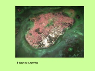 Bacterias purpúreas 