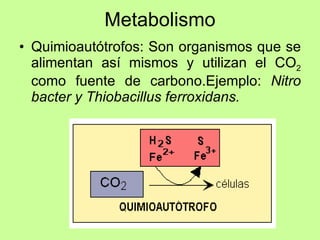 Metabolismo Quimioautótrofos: Son organismos que se alimentan así mismos y utilizan el CO 2  como fuente de carbono.Ejemplo:  Nitro bacter y Thiobacillus ferroxidans. 