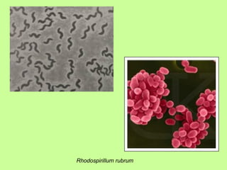 Rhodospirillum rubrum 
