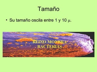 Tamaño Su tamaño oscila entre 1 y 10   . 