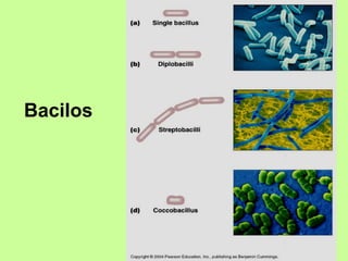 Bacilos 