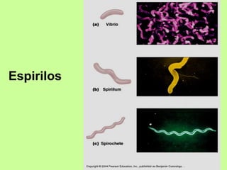 Espirilos 