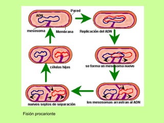 Fisión procarionte 