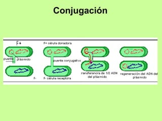 Conjugación 