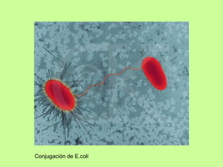 Conjugación de E.coli 