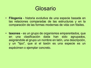 Glosario Filogenia  - historia evolutiva de una especie basada en las relaciones comparadas de las estructuras y en la comparación de las formas modernas de vida con fósiles.  taxones  - es un grupo de organismos emparentados, que en una clasificación dada han sido agrupados, asignándole al grupo un nombre en latín, una descripción, y un "tipo", que si el taxón es una especie es un espécimen o ejemplar concreto.   