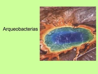 Arqueobacterias 