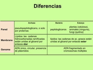 Diferencias ADN fragmentado en cromosomas múltiples ADN único, circular, presencia  de plásmidos Genoma lípidos: las cadenas de ac. grasos están unidas al glicerol por enlaces  ester Lípidos: las  cadenas hidrocarbonadas ramificadas están unidas al glicerol por enlaces  éter Membrana plantas (celulosa), animales (ninguna), fungi (quitina) peptidoglicanos pseudopeptidoglicano, o solo por proteínas  Pared Eukarya Bacteria Archaea   