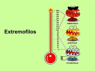 Extremofilos 