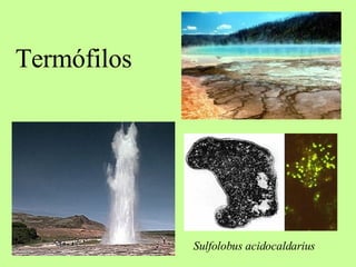 Termófilos Sulfolobus acidocaldarius   