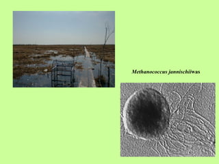 Methanococcus jannischii was   