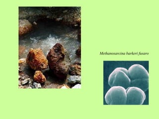 Methanosarcina barkeri fusaro   