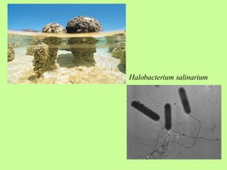 Halobacterium salinarium   