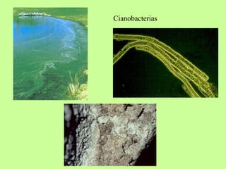 Cianobacterias 