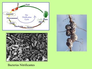 Bacterias Nitrificantes 