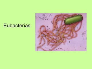 Eubacterias 