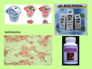 lactobacilus   
