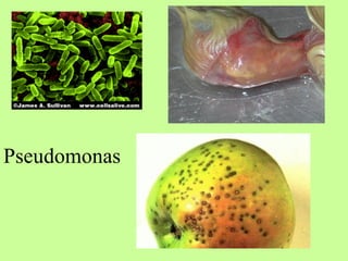 Pseudomonas 
