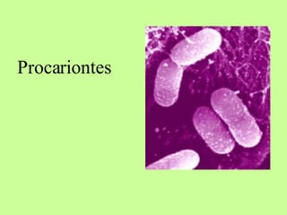 Procariontes 