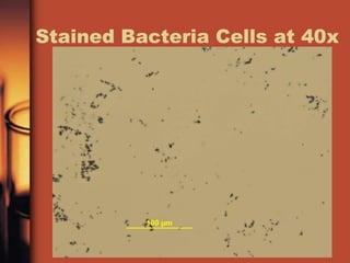 Stained Bacteria Cells at 40x
 