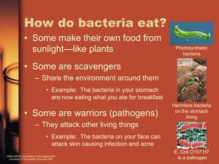 How do bacteria eat?
              • Some make their own food from
                sunlight—like plants                                           Photosynthetic
                                                                                 bacteria

              • Some are scavengers
                       – Share the environment around them
                                • Example: The bacteria in your stomach
                                  are now eating what you ate for breakfast
                                                                              Harmless bacteria
              • Some are warriors (pathogens)                                  on the stomach
                                                                                    lining
                       – They attack other living things
                                • Example: The bacteria on your face can
                                  attack skin causing infection and acne
                                                                              E. Coli O157:H7
USDA NIFSI Food Safety in the Classroom©
 University of Tennessee, Knoxville 2006                                       is a pathogen
 