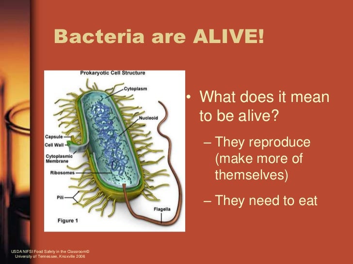 Bacteria